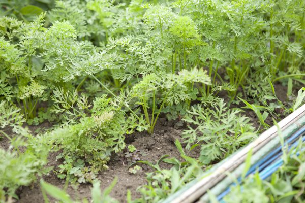 野川さんの調布暮らし,調布,地場野菜