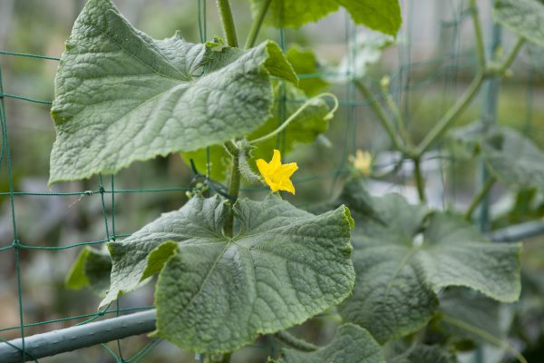 野川さんの調布暮らし,調布,地場野菜