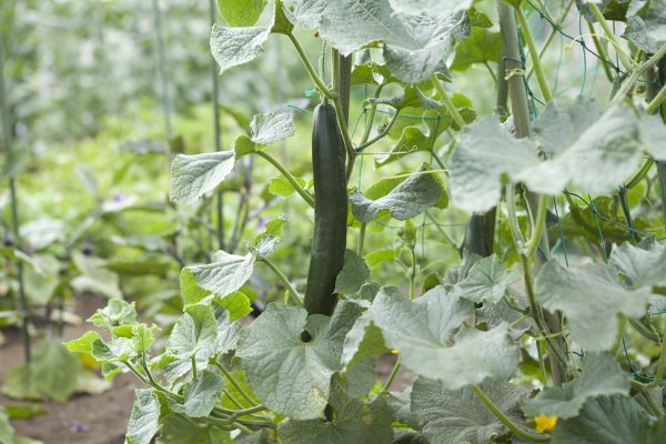 野川さんの調布暮らし,調布,地場野菜