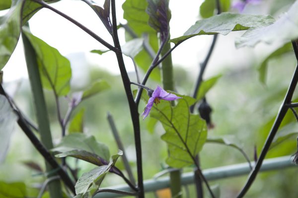 野川さんの調布暮らし,調布,地場野菜