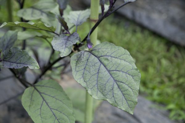 野川さんの調布暮らし,調布,地場野菜