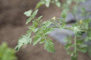 野川さんの調布暮らし,調布,地場野菜