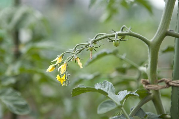 野川さんの調布暮らし,調布,地場野菜