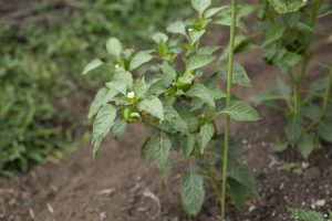野川さんの調布暮らし,調布,地場野菜