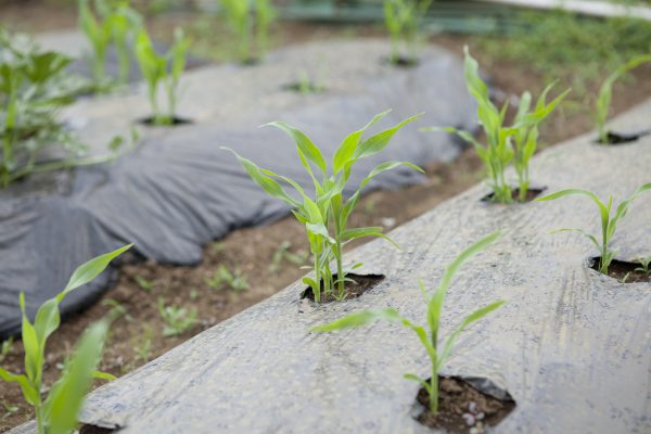 野川さんの調布暮らし,調布,地場野菜