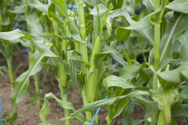 野川さんの調布暮らし,調布,地場野菜