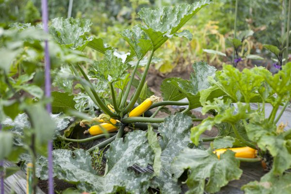 野川さんの調布暮らし,調布,地場野菜