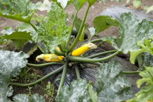 野川さんの調布暮らし,調布,地場野菜