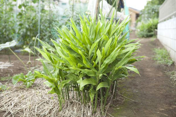 野川さんの調布暮らし,調布,地場野菜