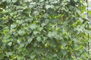 野川さんの調布暮らし,調布,地場野菜