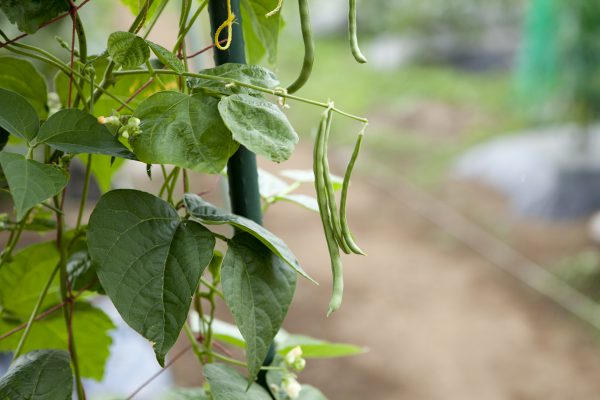 野川さんの調布暮らし,調布,地場野菜