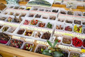 神代植物公園を歩く,野川さんの調布暮らし