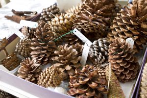 神代植物公園を歩く,野川さんの調布暮らし