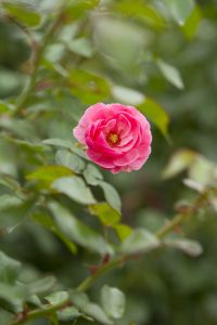 神代植物公園を歩く,野川さんの調布暮らし