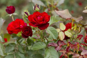 神代植物公園を歩く,野川さんの調布暮らし