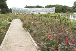 神代植物公園を歩く,野川さんの調布暮らし