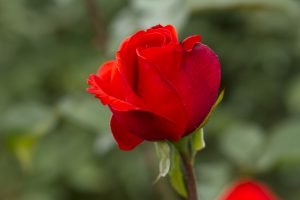 神代植物公園を歩く,野川さんの調布暮らし