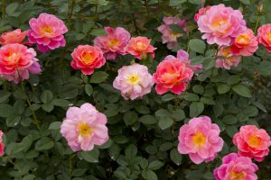 神代植物公園を歩く,野川さんの調布暮らし