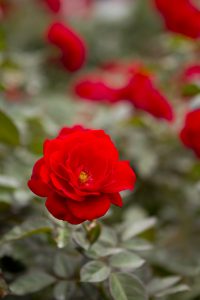 神代植物公園を歩く,野川さんの調布暮らし