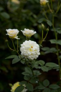 神代植物公園を歩く,野川さんの調布暮らし