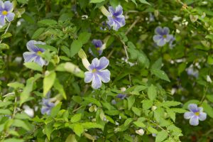神代植物公園を歩く,野川さんの調布暮らし
