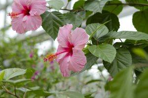 神代植物公園を歩く,野川さんの調布暮らし