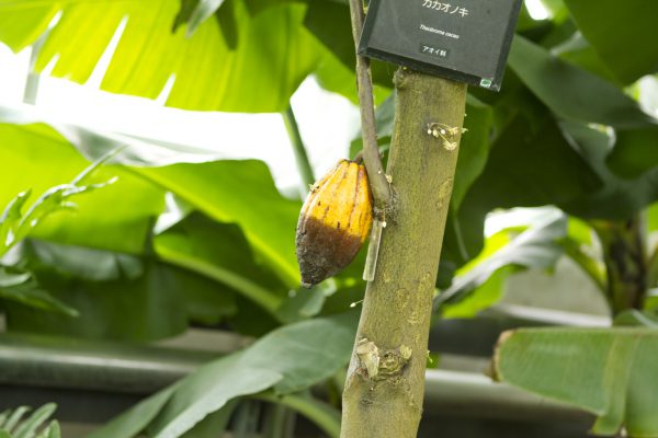 神代植物公園を歩く,野川さんの調布暮らし