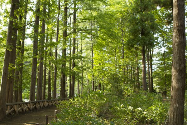 神代植物公園を歩く,野川さんの調布暮らし